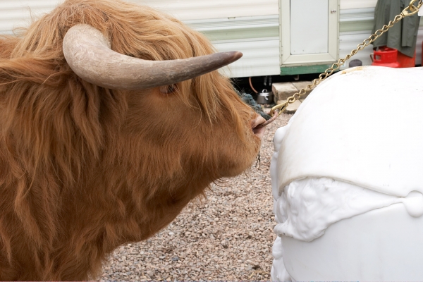 Ross and His Plastic Woman
Still showing no real interest in the plastic cow.
Avainsanat: Ross of Bien Esk Highland Cattle Highland Bull plastic cow dummy