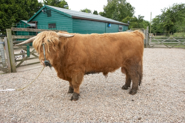 Ross Returning to his Field
Note Pongo, the Dalmatian, barking in the background?  Is Ross bothered?
Keywords: Ross of Bien Esk Highland Cattle Highland Bull Pongo Dalmatian