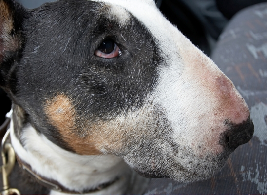 Tapa
Tapa the tri-colour English Bull Terrier, age 10
Ključne besede: Tapa English bull terrier eye