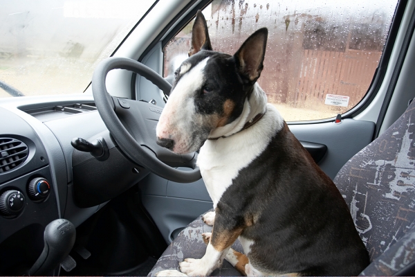 Tapa In The Driver's Seat
English Bull Terriers like to think they are in control.  Who am I fooling?  They often [b]are[/b] in control!
Keywords: Tapa English Bull Terrier