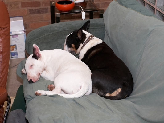 Togetherness
Big house, big couch --- but Tapa and Mana are cuddled together.
Anahtar kelimeler: Tapa Mana English Bull Terrier togetherness couch sleeping cuddle