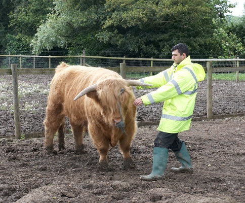 Arthur Catching Ross to Bring Him Inside
Catching Ross to bring him inside for his spa treatment:  bath, grooming, manicure --- and a sanding of his horns.
Ключові слова: Arthur Ross of Bien Esk Highland bull Highland cattle