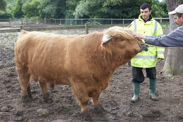 Grzegorz and Arthur with Ross
Bringing Ross in for his bath/shampoo.
Trefwoorden: Ross of Bien Esk Highland bull Highland cattle Arthur Grzegorz