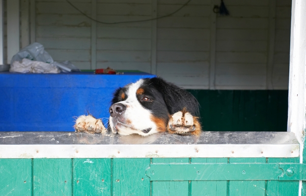 Is it dinner time  yet?
Keywords: Digby Bernese Mountain Dog