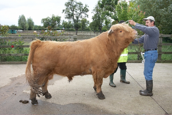 Getting Ross Ready for His Shampoo
Palabras Clave: Ross of Bien Esk Highland bull Highland cattle Grzegorz