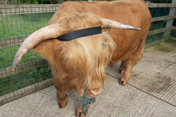 Ross With His "Halo"
We think he looks a bit like a Ninja.  The black band can, of course, be concealed beneath his fur.  We were just testing to be sure that it fit on Ross.
Palabras Clave: Ross of Bien Esk Highland bull Highland cattle halo Ninja horns