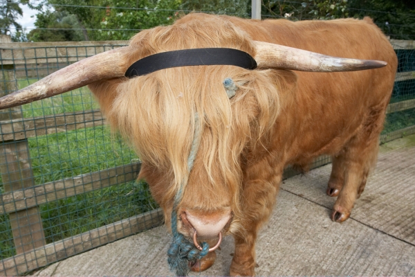 Ross With His "Halo"
This is attached (closed) behind his horns.
Ключові слова: Ross of Bien Esk Highland bull Highland cattle halo Ninja horns
