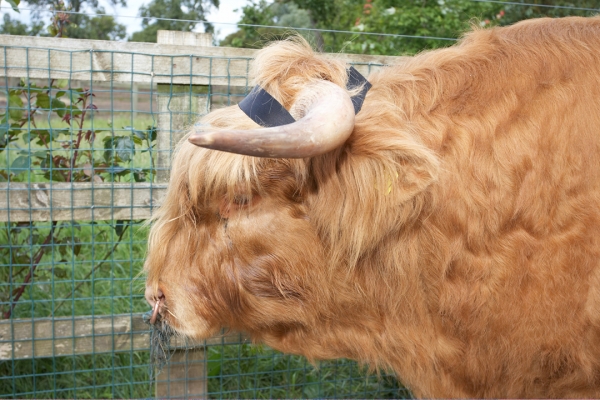 Ross With His "Halo"
Shown side-on, with the attachment in the back (behind his horns).
Schlüsselwörter: Ross of Bien Esk Halo horns Highland bull Highland cattle