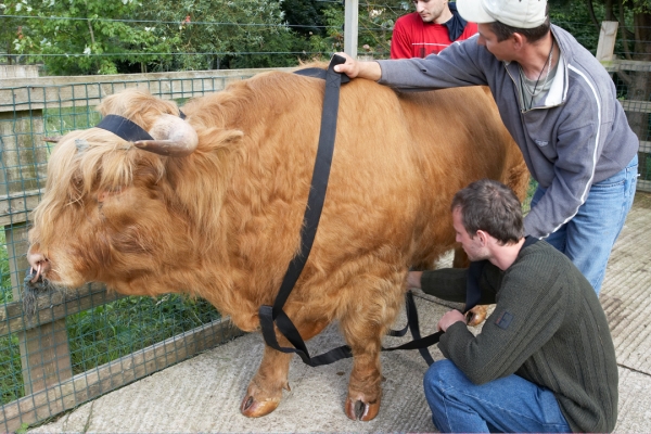 Grzegorz (x2) and Arthur Putting on Ross' New Harness
A pefect fit, and Ross didn't seem to mind the harness (and halo) at all.
Słowa kluczowe: Ross of Bien Esk halo Highland Bull Highland cattle Grzegorz Bednarski