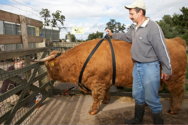 Grzegorz Showing How Ross' Harness Fits
Ключевые слова: Grzegorz Kwiecinski Ross of Bien Esk Highland cattle Highland bull