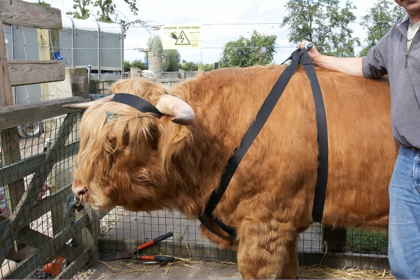 Ross With His Harness and Halo
Palabras Clave: Ross of Bien Esk Highland bull Highland cattle harness halo