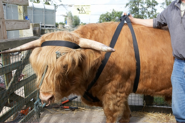 Ross With His Harness and Halo
Keywords: Ross of Bien Esk Highland bull Highland cattle harness halo