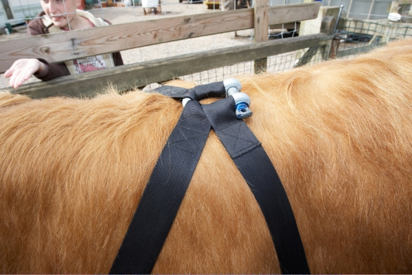 The "Clasp" on Ross' Harness
This fits on Ross snugly, but it's not too tight.
Anahtar kelimeler: Ross of Bien Esk Harness Highland Cattle Highland Bull