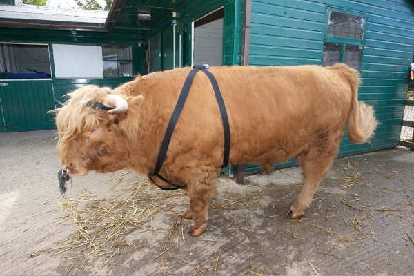 Ross of Bien Esk
Wearing his new harness.
Anahtar kelimeler: Ross of Bien Esk Highland cattle Highland bull Harness