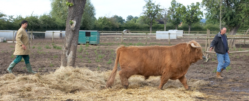 Digby Gribble and Ian Crouch Rounding Up Ross
Getting Ross ready for his daily routine.
Palabras Clave: Ross of Bien Esk Digby Gribble Ian Crouch Highland cattle Highland Bull