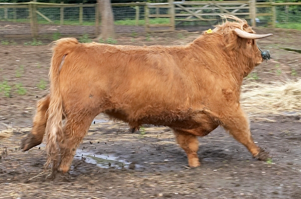 Ross At The Gallop
Ross having a bit of a run before letting Ian and Digby put on his head collar and nose lead.  This photo shows that, yes, Ross can run when he wants to do so.  He ran for about three seconds.
Keywords: Ross of Bien Esk Digby Gribble Ian Crouch gallop Highland cattle Highland bull