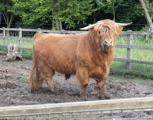 Ross Coming Out Of The Gate
Ross leaving the field.  He then trots happily over to the other cows, and it's easy to put on his head collar and attach a lead to his nose ring.
Keywords: Ross of Bien Esk Highland bull nose ring Highland cattle