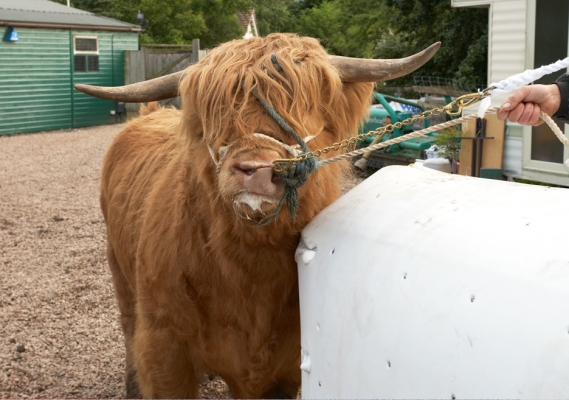 Ross Being Shown the Artificial Cow
He's not particularly interested in a large white plastic cow.  Please note how he's being managed with two leads --- one to his nose ring, and one attached to his head collar.  Ian Crouch is holding both.
Ключові слова: Ian Crouch Ross of Bien Esk Highland cattle Highland bull horns plastic cow