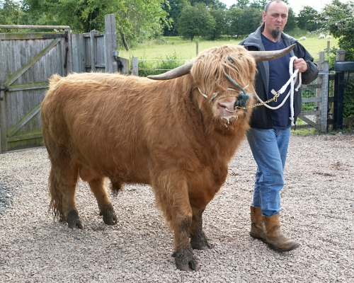 Ross of Bien Esk with Ian Crouch
Ross is being put through his paces.  Ian had no difficulty in walking Ross with two lead ropes:  one attached to his head collar, and one to Ross'  nose ring.
Keywords: Ross of Bien Esk Highland cattle Highland bull Ian Crouch nose ring head collar