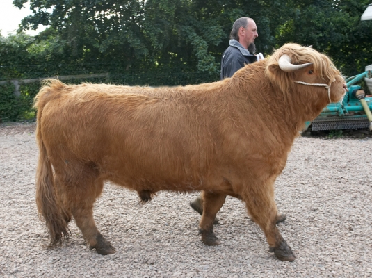 Ross of Bien Esk
Being put through his paces.
Ключови думи: Ross of Bien Esk Highland bull Highland cattle Ian Crouch
