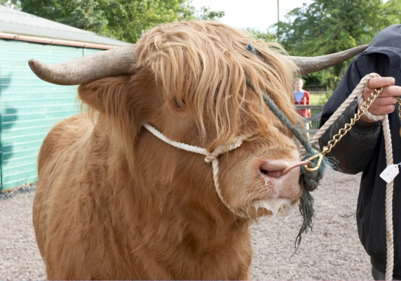 Ross of Bien Esk
Note how he's managed with two lead ropes:  one attached to his head collar, and the second to his nose ring.  The third piece of rope (blue) is around and beneath his horns.
Ključne besede: Ross of Bien Esk head collar Highland cattle Highland bull