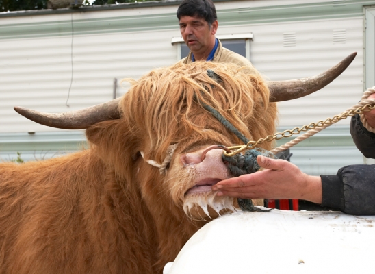Ross Being Encouraged to Show Interest in the Dummy Cow
Ian Crouch has used some "slime" (a poetic farmer name) from Carole, our Guernsey cow, to interest Ross.  While Ross did some foaming at the mouth, and licked his lips, he wasn't all that interested in the plastic dummy cow, or even in Carole.
Anahtar kelimeler: Ross of Bien Esk Highland Bull Highland cattle Carole Digby Gribble Ian Crouch