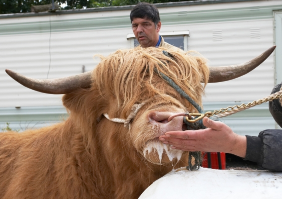 Ross Smelling the Scent of a Woman
. . . or at least the smell of a cow.  Ross was interested, but not overly so.  Digby Gribble watching, in deep contemplation.
Ключові слова: Ross of Bien Esk Highland bull Highland cow Ian Crouch