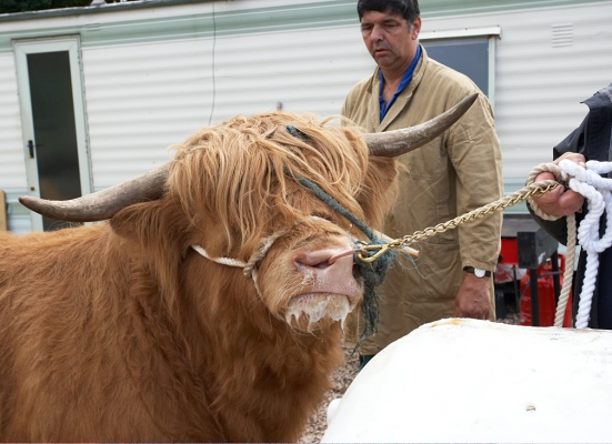 Ross Being Shown the Cow Dummy
But Ross wasn't hugely interested.  Digby Gribble is watching, hoping for some success.
Słowa kluczowe: Ross of Bien Esk Highland Cattle Highland Bull Digby Gribble