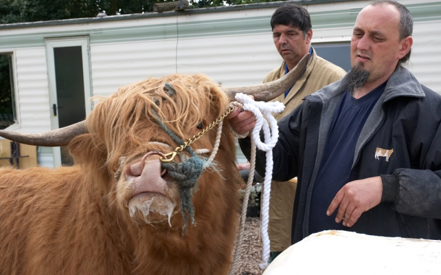 Digby Gribble and Ian Crouch with Ross
Trying to interest Ross in the plastic cow dummy.  Ross wasn't buying.
Keywords: Ross of Bien Esk cow dummy Digby Gribble Ian Crouch Highland cattle Highland bull