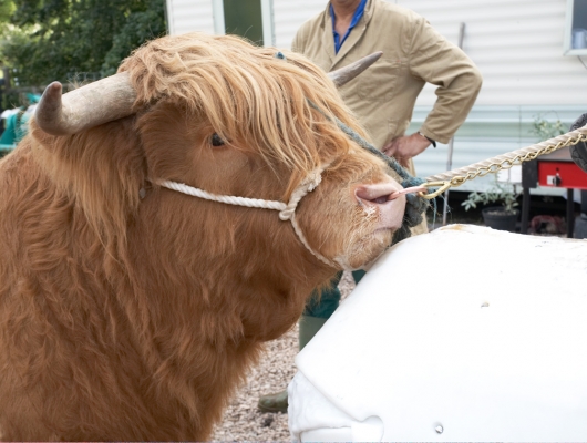 Ross and the Cow Dummy
Palabras clave: Ross of Bien Esk Highland Cattle Highland bull cow dummy horns