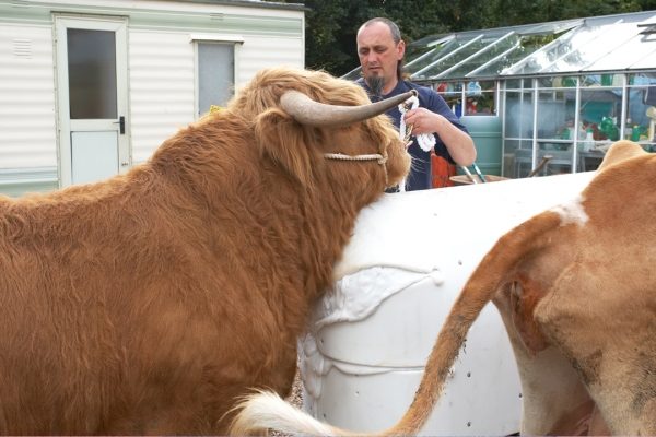 Ross Encouraged to Mount the Cow Dummy
With Carole, our Guernsey cow, on the right.  Ross wasn't hugely interested in either the plastic cow dummy, or in Carole.
Ključne besede: Ross of Bien Esk Highland Bull Highland Cattle Carole cow dummy Ian Crouch