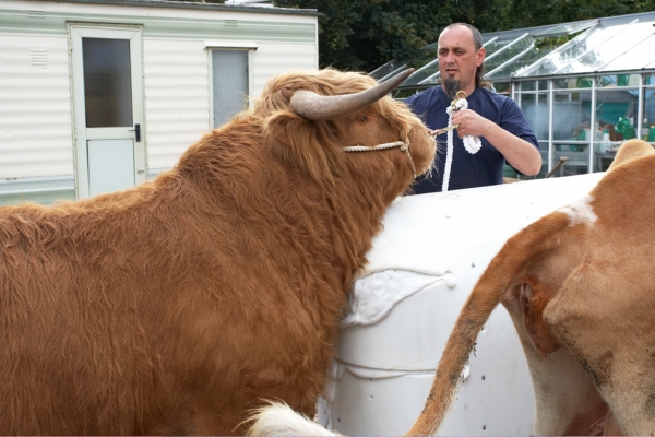 Ian Crouch Encouraging Ross
The cow dummy was about four to six inches too high, but Ross made no effort to mount it, or even Carole --- who was presumably the correct height.
Keywords: Ross of Bien Esk Carole Highland Cattle Highland Bull Ian Crouch mount plastic cow