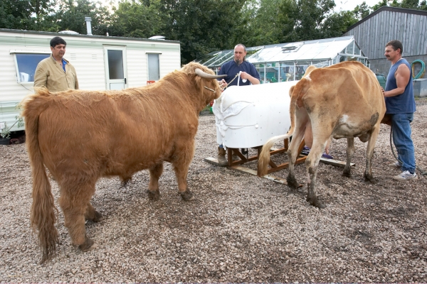 Digby Gribble and Ian Crouch with Ross and Carole
We tried to use our Guernsey cow, Carole, to interest Ross.  But he wasn't overly interested in either the plastic dummy, or in Carole.
Keywords: Ross of Bien Esk Carole Guernsey Cow Highland Cattle Highland Bull Digby Gribble Ian Crouch Grzegorz