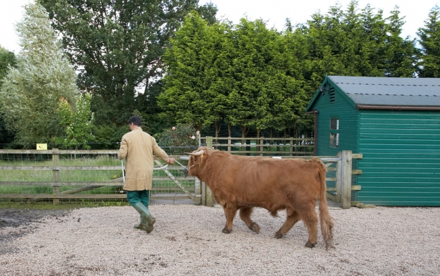 Digby Leading Ross Back To His Field
Today's rehearsal is over, and Ross is going back to a nice bale of hay.
Λέξεις-κλειδιά: Ross of Bien Esk Highland Cattle Highland Bull Digby Gribble