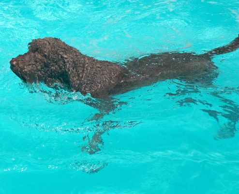 Look, my feet nearly touch the bottom
Anahtar kelimeler: Elvis Standard poodle