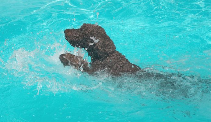 Doggie paddle demonstration
Schlüsselwörter: Elvis Standard Poodle