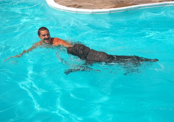 Sun and swimming: who need to go abroad for their holiday!
Ključne besede: Elvis Standard Poodle Zbigniew