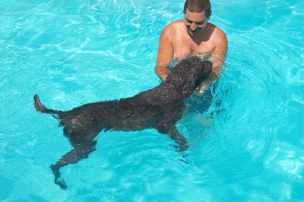 Do you know where the poolside bar is?
Mots-clés: Elvis Standard Poodle Zbigniew