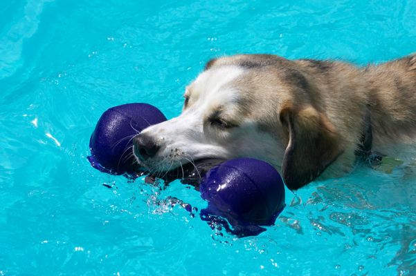 I'm really having fun
Keywords: Missy Labrador Husky Cross X