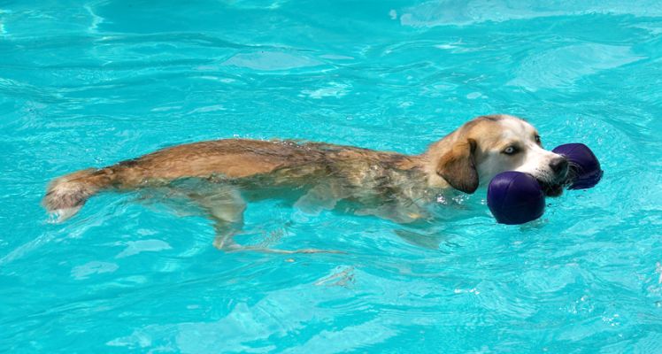This is the only way to keep cool
Schlüsselwörter: Missy Labrador Husky Cross X