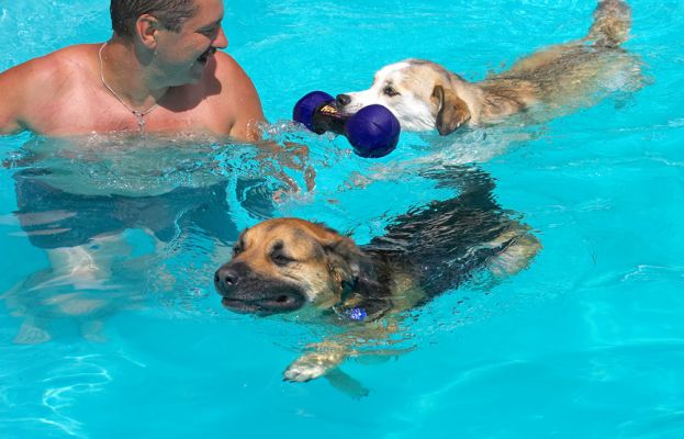 I know, Ripley hasn't got the hang of swimming with a ball yet
الكلمات الإستدلالية(لتسهيل البحث): Missy Ripley Labrador Husky Shepherd Cross X Zbigniew