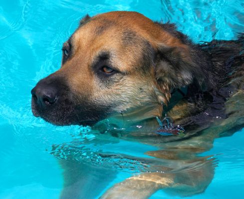 Hey, I'm just concentrating on keeping afloat
Anahtar kelimeler: Ripley Labrador Shepherd Cross X