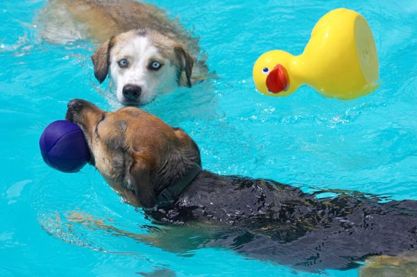 But I'd rather have that barbell
Ключевые слова: Ripley Missy Labrador Husky Shepherd Cross X duck