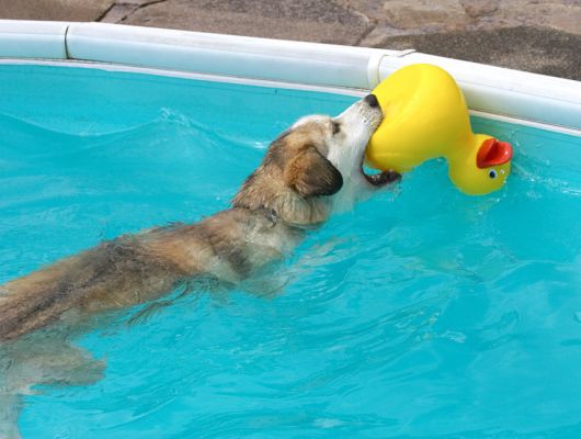 Just trying to get some leverage
Λέξεις-κλειδιά: Missy Labrador Husky Cross X duck