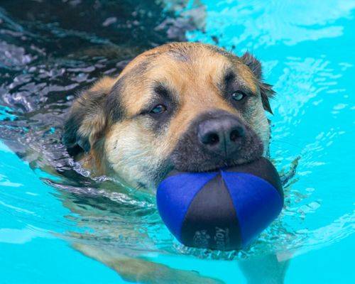 I got the ball
Anahtar kelimeler: Ripley Labrador Shepherd Cross X