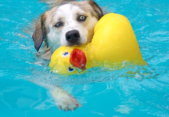 I'm saving this duck
Keywords: Missy Labrador Husky Cross X duck