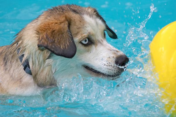 Missed!
Palabras clave: Missy Labrador Husky Cross X duck