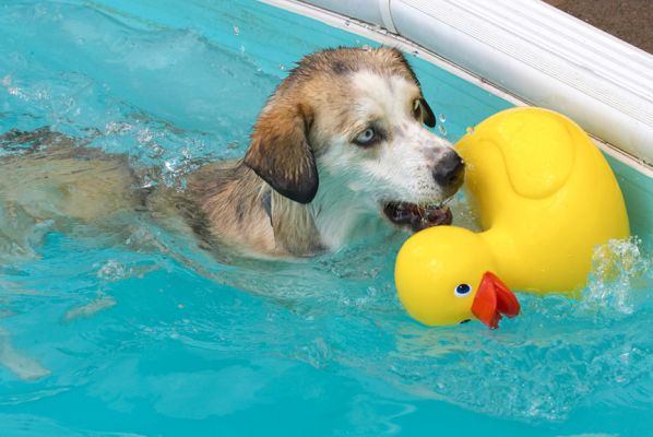 Gently does it
Klíčová slova: Missy Labrador Husky Cross X duck