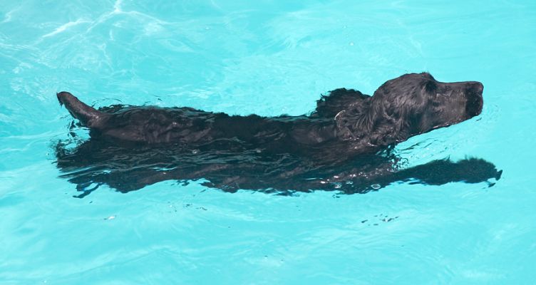 Do you know that one minute of swimming is equal to one mile of walking?
Keywords: Woody Cocker Spaniel