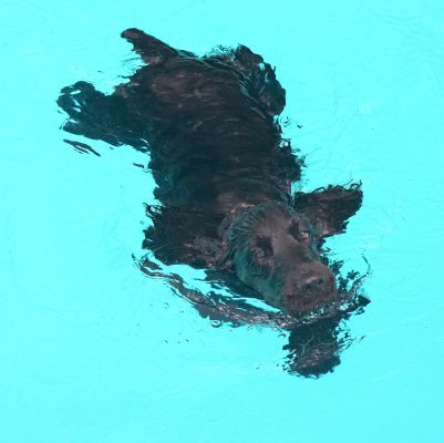 Pity Mum and Dad aren't here to see my new skill
Λέξεις-κλειδιά: Woody Cocker Spaniel